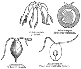 Achatocarpaceae