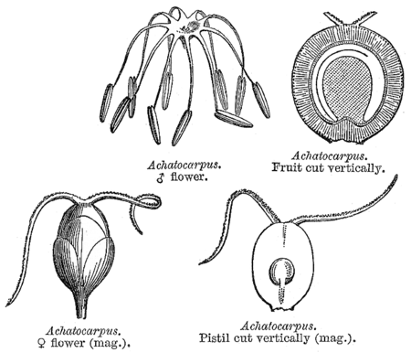 Achatocarpaceae