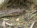 Acianthus caudatus habitat Australia