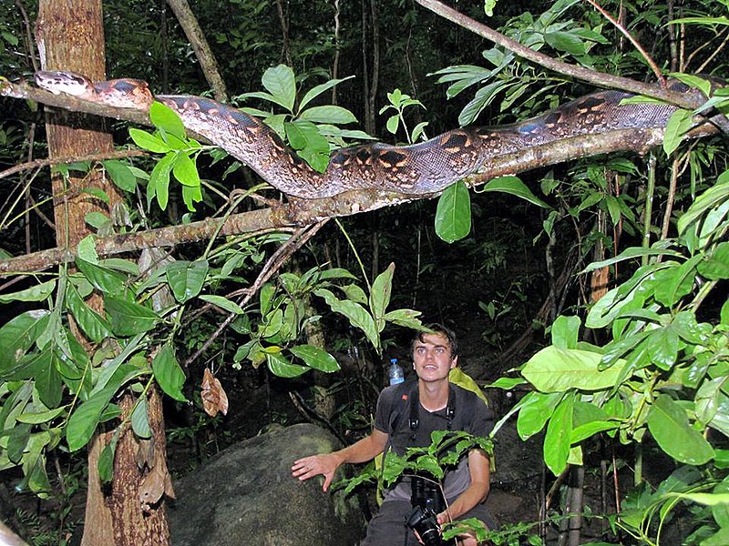 File:Acrantophis madagascariensis 26933364.jpg