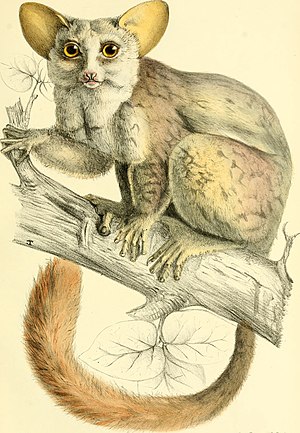 Galago Yaksyatol