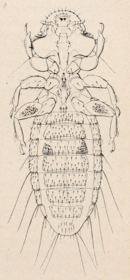 Actornithophilus uniseriatus Ferris 1916.png 