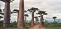 Adansonia grandidieri，馬達加斯加穆龍達瓦猢猻木大道