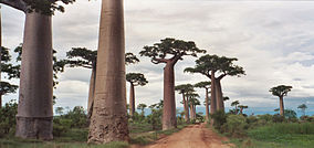 Avenue of the Baobabs things to do in Morondava