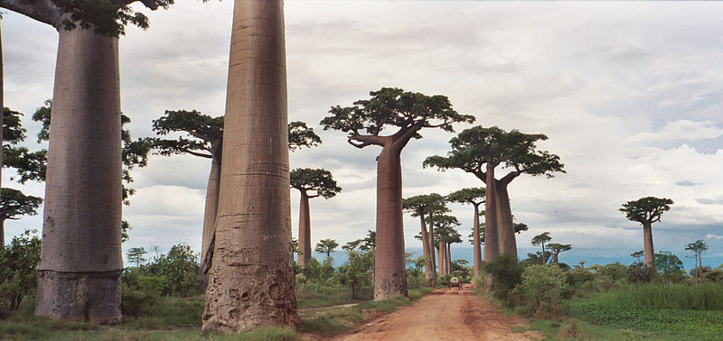 Avenue of the Baobabs - Wikipedia