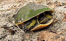 Adult chicken turtle laying eggs, Florida Adult Chicken Turtle laying eggs.jpg