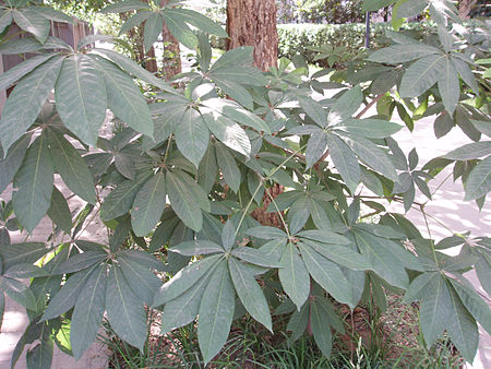 Aesculus chinensis