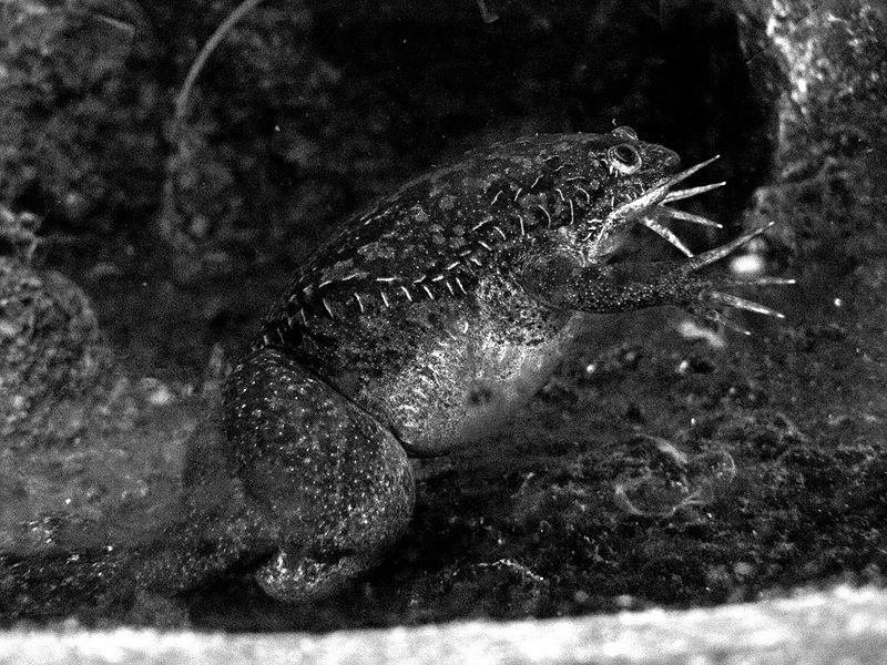 File:African Clawed Frog bw.jpg