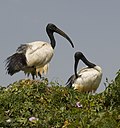 Miniatiūra antraštei: Afrikinis šventasis ibis