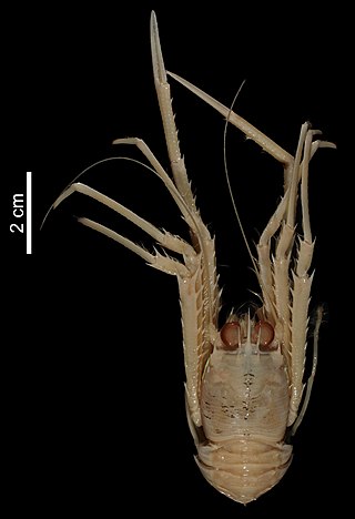 <i>Agononida marini</i> Species of squat lobster