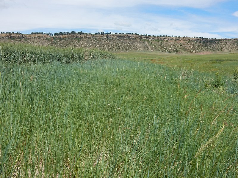 File:Agropyron smithii (bluegreen) and Agropyron dasystachyum (green) - Flickr - Matt Lavin.jpg