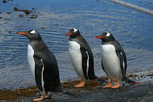 Gentoo pingviner (Pygoscelis papua) på en Falklandsø
