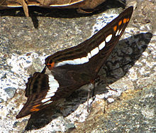 Adelpha alala Alala Sister, Arvi Park, Colombia.jpg