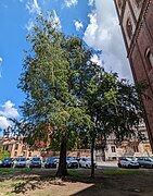 Alberi Vercelli 5.jpg