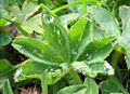 Alchemilla vulgaris: Blatt mit Guttationstropfen
