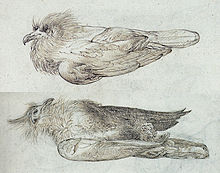 Sketches in the Gelderland ship's journal showing recently killed or stunned birds on Mauritius, by Joris Joostensz Laerle, 1601 Alectroenas nitidissima.jpg