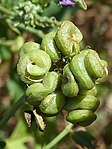 Spiralvridna frukter av ssp. sativa.