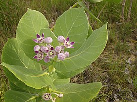 Algodon de seda (Calotropis procera).jpg