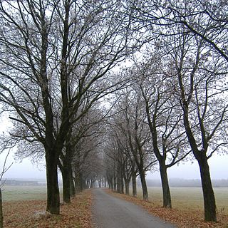 <span class="mw-page-title-main">Freihamer Allee</span>