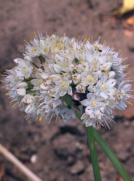File:Allium fistulosum var. bulbifera, Sint-jansui bloeiwijzen.jpg