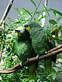 Amazona amazonica