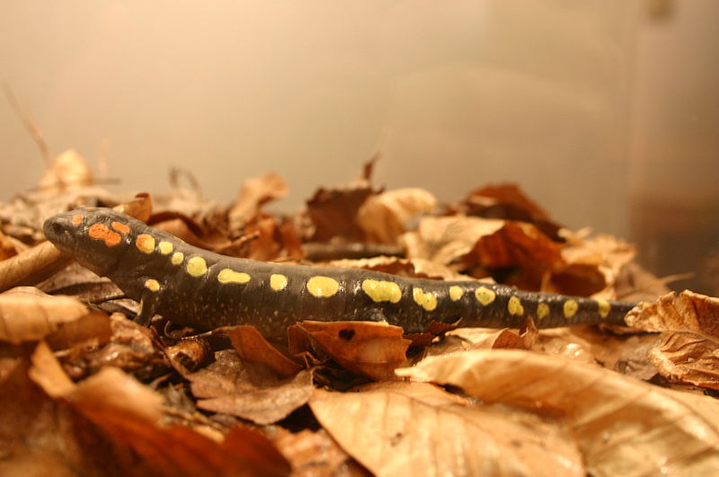 File:Ambystoma maculatum (2).jpg