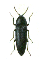 Ampedus nigerrimus