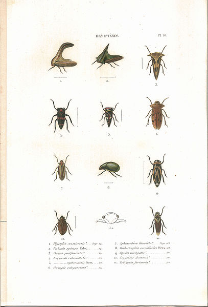File:Amyot C.J.B.1843 Histoire naturelle des insectes. Hemipteres. Planche X.jpg