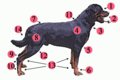 Image 6External anatomy (topography) of a typical dog: 1. Head 2. Muzzle 3. Dewlap (throat, neck skin) 4. Shoulder 5. Elbow 6. Forefeet 7. Croup (rump) 8. Leg (thigh and hip) 9. Hock 10. Hind feet 11. Withers 12. Stifle 13. Paws 14. Tail (from Dog anatomy)