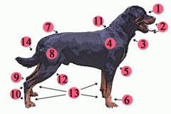 Image 39External anatomy (topography) of a typical dog:1. Stop 2. Muzzle 3. Dewlap (throat, neck skin) 4. Shoulder 5. Elbow 6. Forefeet 7. Croup (rump) 8. Leg (thigh and hip) 9. Hock 10. Hind feet 11. Withers 12. Stifle 13. Paws 14. Tail (from Dog anatomy)