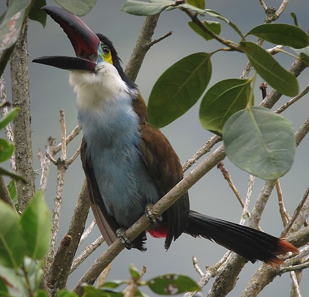 File:Andigena nigrirostris Terlaque pechiazul Black-billed Mounatin-Toucan (8726467333).jpg