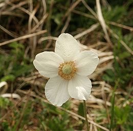Anemone sylvestris flower 110503.jpg
