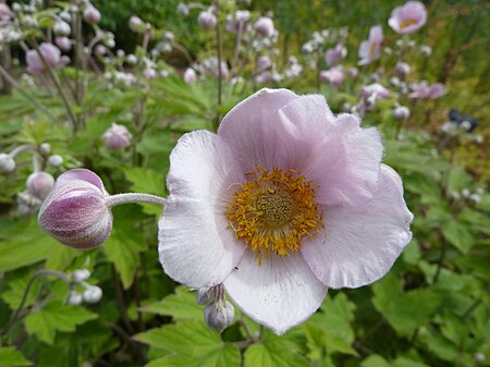 Anemone tomentosa