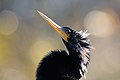 * Nomination Portrait of an anhinga. Dori 01:39, 2 March 2010 (UTC) * Promotion Good and useful --Archaeodontosaurus 07:06, 2 March 2010 (UTC)