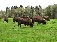 Bisons