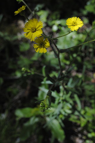<i>Anisocarpus madioides</i> Species of flowering plant