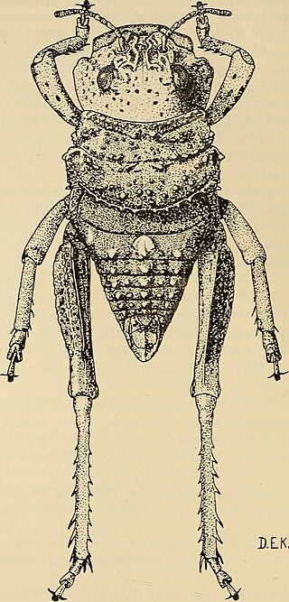 <span class="mw-page-title-main">Lathiceridae</span> Family of grasshoppers