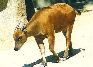 Anoa (Bubalus spec.).jpg