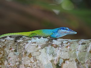 Anolis allisoni.jpg