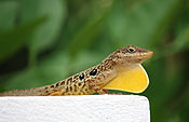 Anolis oculatus at Coulibistrie-b01.jpg