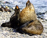 The cape is an important breeding site for Antarctic fur seals Antarctic fur seals.jpg