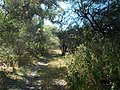 osmwiki:File:Anza Trail, forest (cd5527a3-0215-4a5c-9c3b-ca7ae8a9e239).JPG