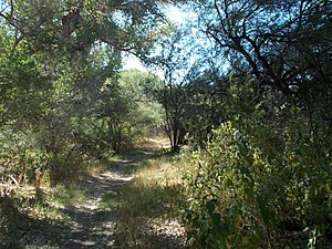 Anza Trail, forest (cd5527a3-0215-4a5c-9c3b-ca7ae8a9e239).JPG
