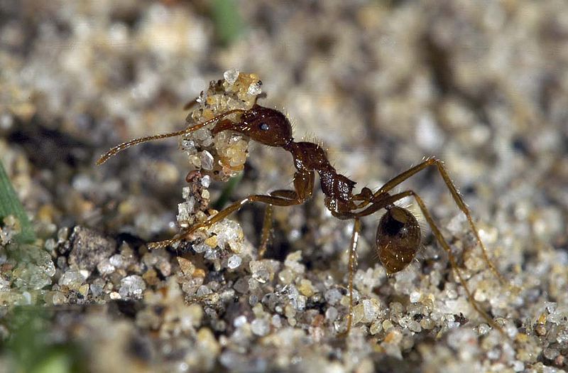 File:Aphaenogaster longiceps (worker) - Broulee, New South Wales, Australia.jpg