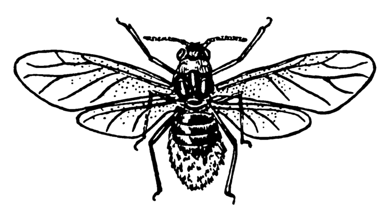 File:Aphid (PSF).png