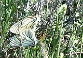 Schmetterlinge auf dem Plateau de Caussols