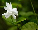 Flower of Andhra Praant (Hindustan)