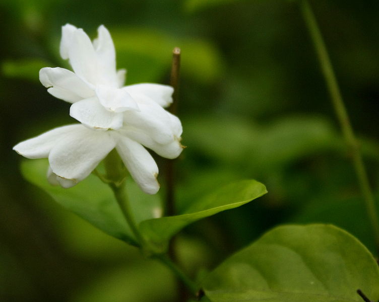 File:Arabian jasmine (বেলি ফুল).JPG