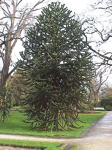 Fichier:Araucaria araucana1.jpg