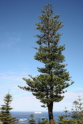 Araucaria heterophylla